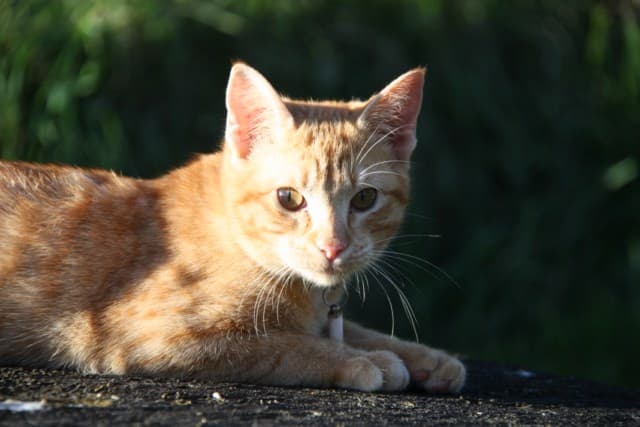 Photo en mémoire d'un animal parti trop tôt