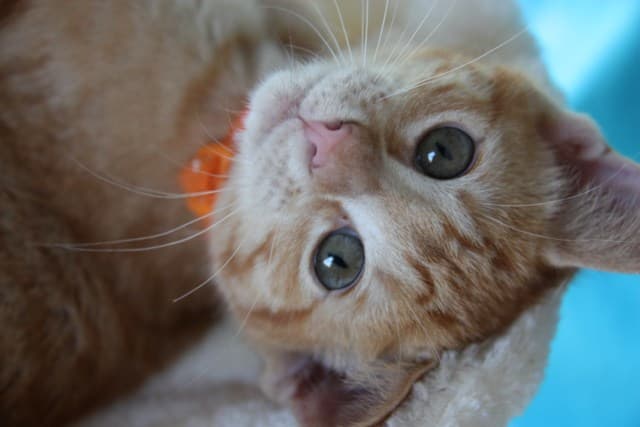 Photo en mémoire d'un animal parti trop tôt