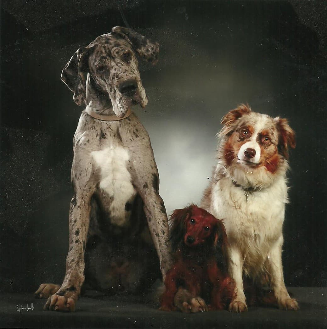 Photo en mémoire d'un animal parti trop tôt