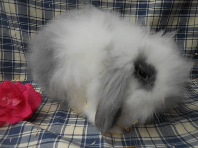 POMPONETTE