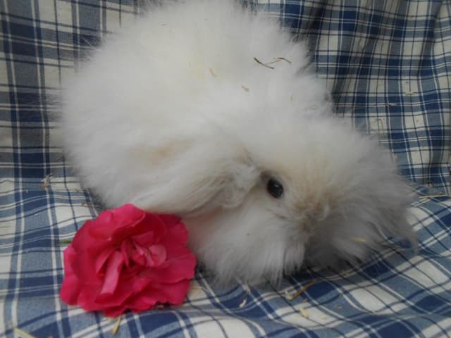 MOPETTE