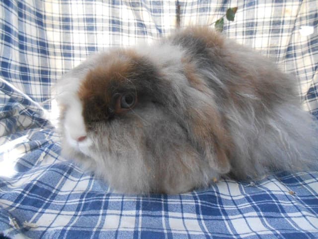 PILOU