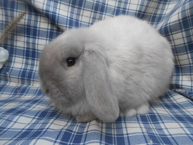 PERLE