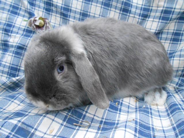 MYRTILLE