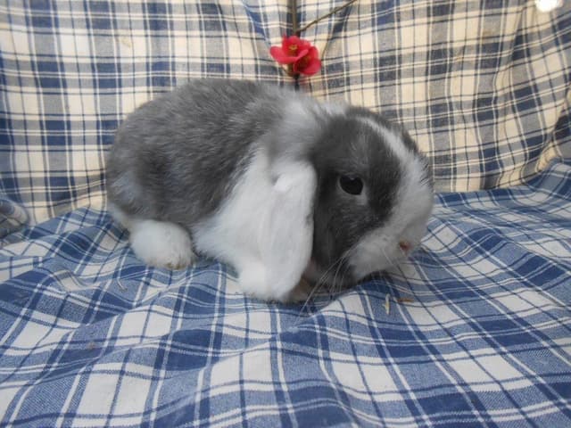 LOUPIA