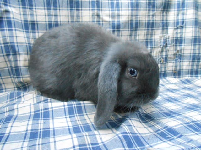 LUNA