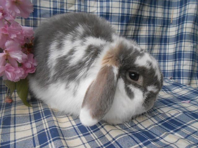 MYLA