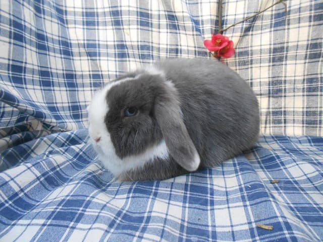 SUZETTE