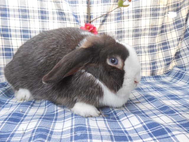 CHOCOLA
