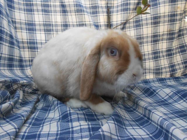JAQUETTE