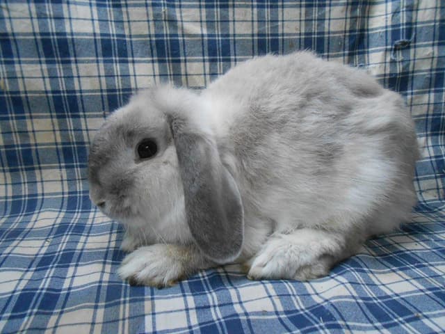 PORCELAINE