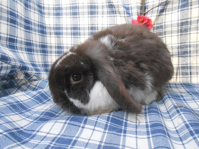 OBERON
