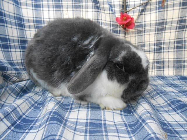 BILLY