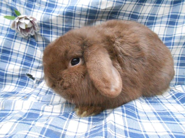 ZAZOU