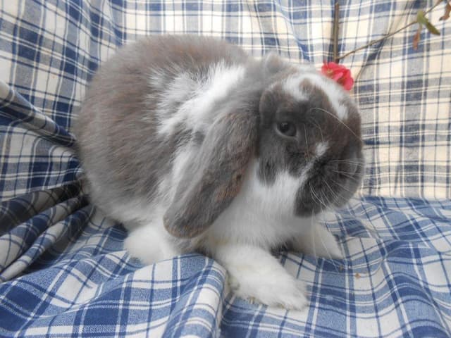 MERLIN