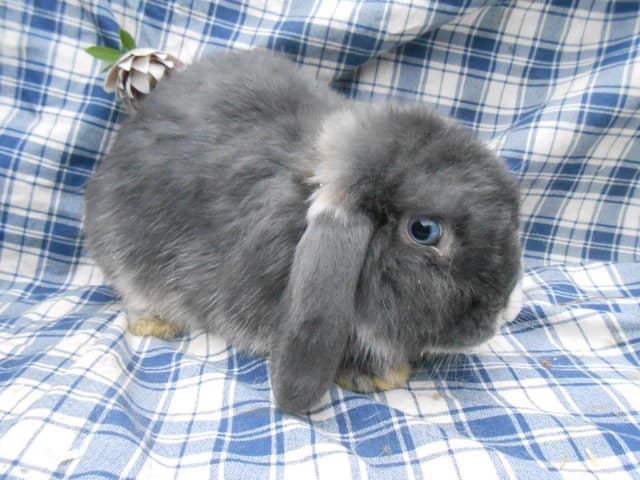 INDIGO