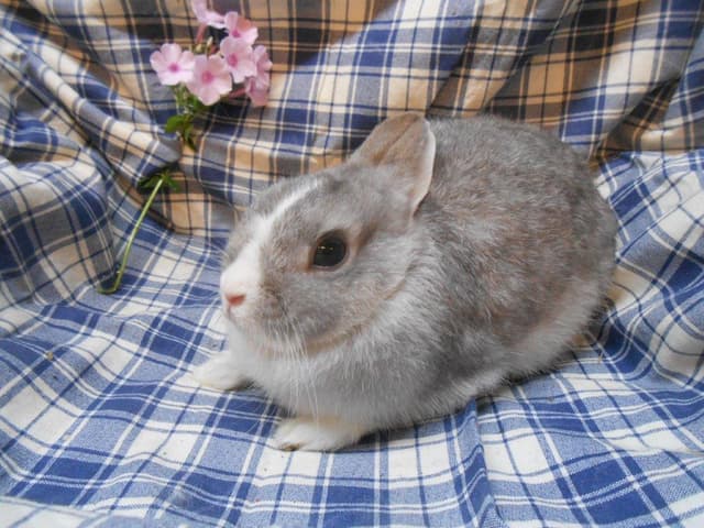 LILLY