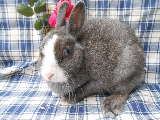 BONBON