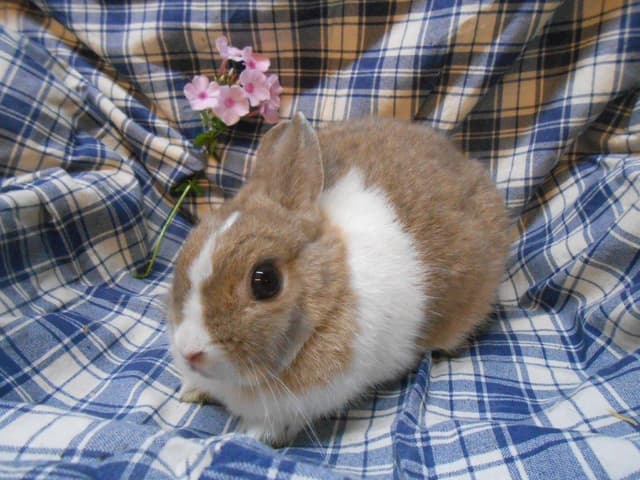 CERISE