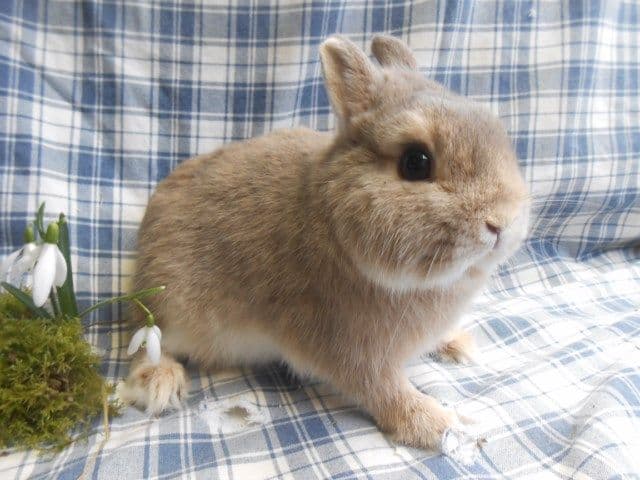 LIO