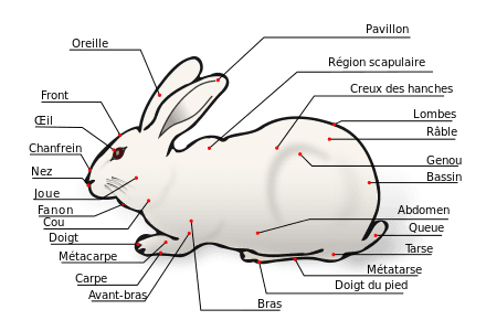 Lapin domestique