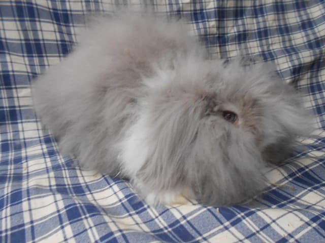 Bélier nain angora