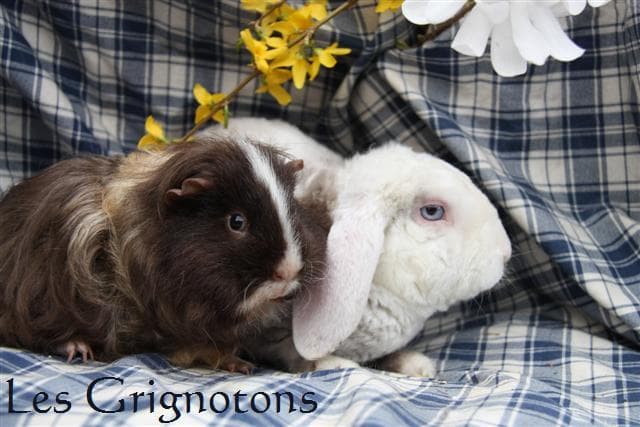Les grignotons