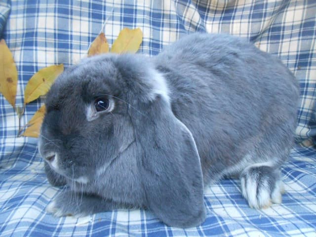EGEA